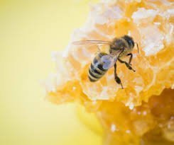 11  Amazing Skin Benefits Of Beeswax - JUSTBLiSS Naturals