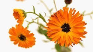 BENEFITS OF CALENDULA - JUSTBLiSS Naturals