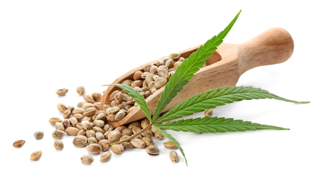 HEALTH BENEFITS OF HEMP SEED OIL - JUSTBLiSS Naturals