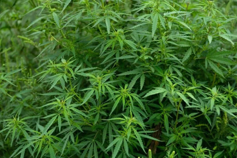 NATIONAL HEMP DAY: Celebrating a Versatile & Sustainable Plant - JUSTBLiSS Naturals