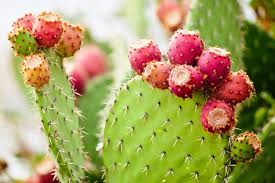 PRICKLY PEAR SEED OIL: ANTIOXIDANT POWERHOUSE WITH A FEATHER-LIGHT TOUCH - JUSTBLiSS Naturals