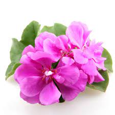 WHY INCORPORATING GERANIUM ESSENTIAL OIL INTO YOUR DAILY ROUTINE - JUSTBLiSS Naturals