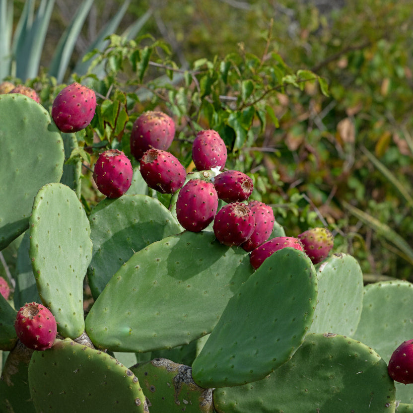 Prickly Pear Seed Oil 30ml – Pure, Organic Hydration for Sensitive Skin - JUSTBLiSS Naturals