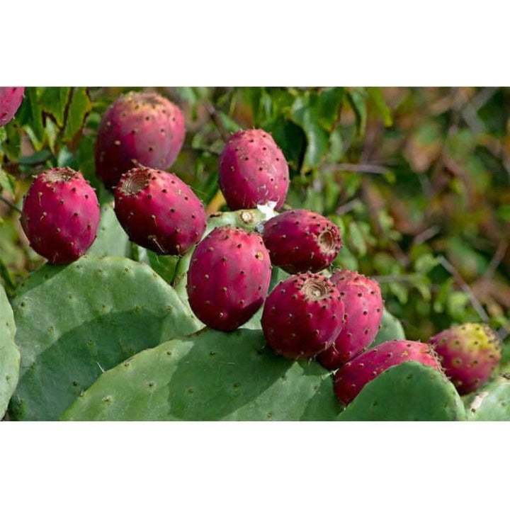 FACE: Prickly Pear Oil (30ml) (Calming Hydration for Sensitive Skin, Rosacea & Eczema Relief) - JUSTBLiSS Naturals