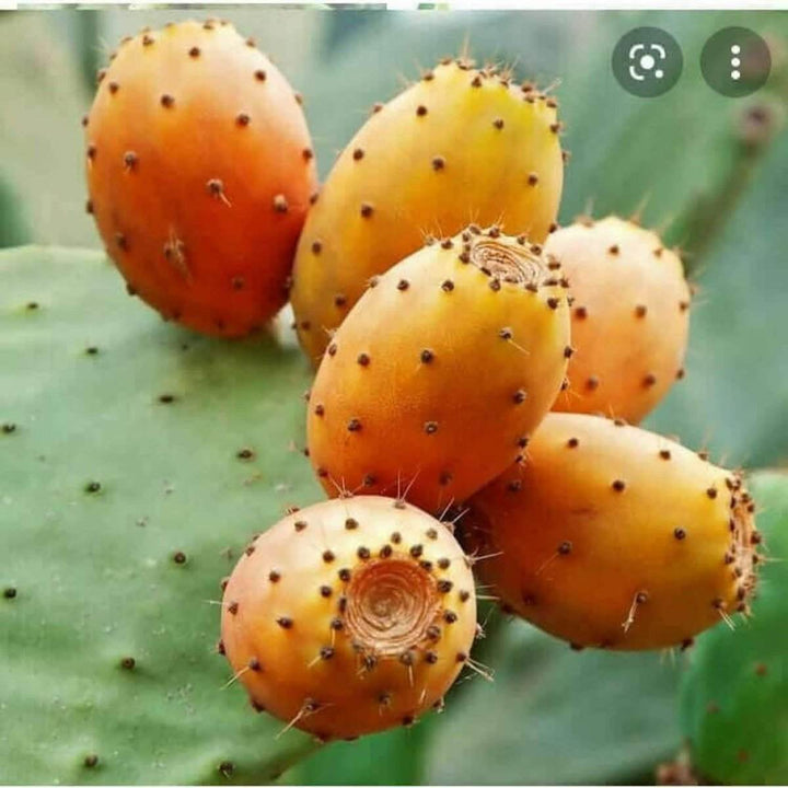 FACE: Prickly Pear Oil (30ml) (Calming Hydration for Sensitive Skin, Rosacea & Eczema Relief) - JUSTBLiSS Naturals